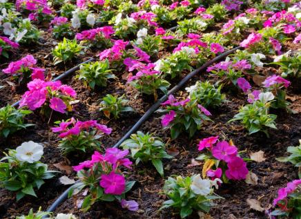 Efficiently watering flowers with drip irrigation