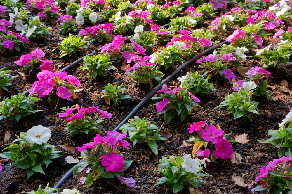 Efficiently watering flowers with drip irrigation