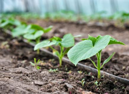 Drip irrigating a line of plants