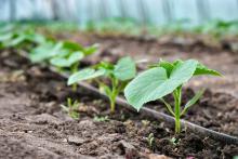 Drip irrigating a line of plants