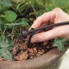 Placing a drip emitter on a stake into a potted plant